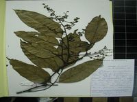 Herbarium sample